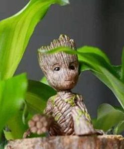 Brazilwood Hydroponic Plants Groot Lucky Wood Potted