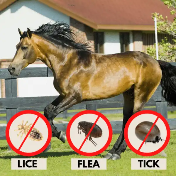 PestAway Equine Shower Drop - Image 7