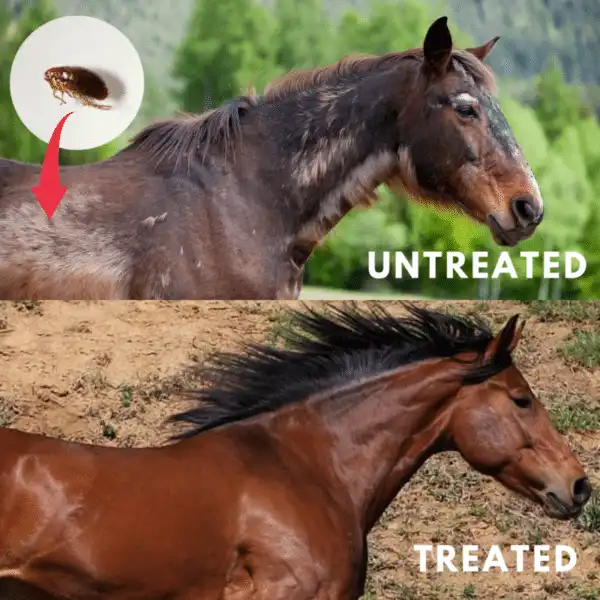 PestAway Equine Shower Drop - Image 6