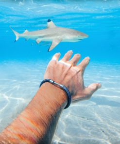 Shark Legend Bracelet