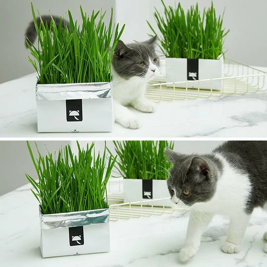 Vetreska DIY Self Grow Cat Grass