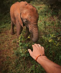 ❤️Follow Your Legend Elephant Bracelet❤️