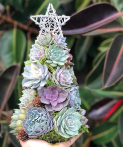 🎁Handmade Surprise Christmas gift🎄Succulent Christmas Tree