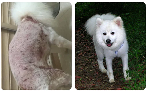 RedDogs® Pet Hair Skin & Asalin Kula da Gashi Don Cat & Dog Don Rashin Gashi - Alopecia Areata - Cutar Fungal - Adon Gashi - Ƙaunar Ƙaunar - Hoto 7