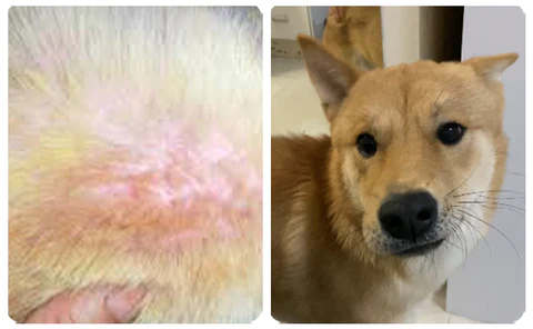 RedDogs® Pet Hair Skin & Asalin Kula da Gashi Don Cat & Dog Don Rashin Gashi - Alopecia Areata - Cutar Fungal - Adon Gashi - Ƙaunar Ƙaunar - Hoto 6