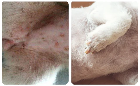 RedDogs® Pet Hair Skin & Asalin Kula da Gashi Don Cat & Dog Don Rashin Gashi - Alopecia Areata - Cutar Fungal - Adon Gashi - Ƙaunar Ƙaunar - Hoto 5