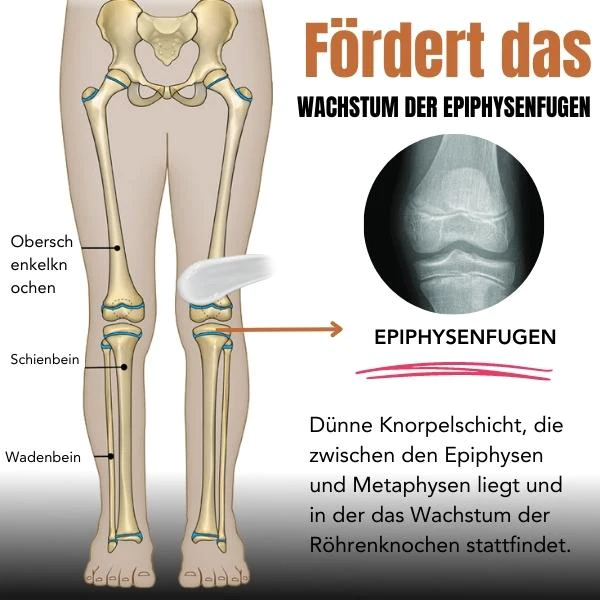 ElevateX Creme fr Hhenwachstum