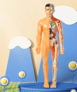 3d Human Body Torso Model for Kid Anatomy Model Skeleton