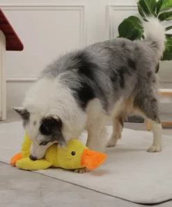 QuackToy™ | Ente Hundespielzeug