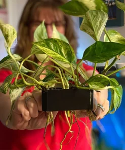 Alternative view of FISH TANK HYDROPONIC SHELF