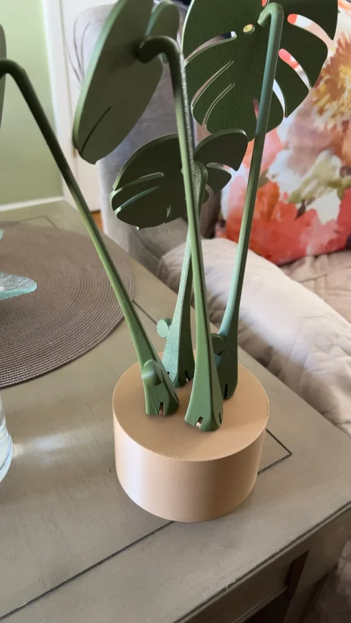 Mai ban dariya Monstera Albo Coaster Shuka - Hoto 3