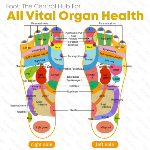 FLYCARE™ Bee Venom Varicosities Healing Pads - Image 6