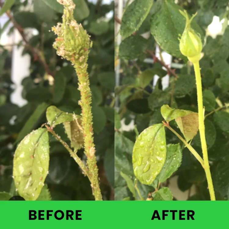 LIMETOW™ Plant Pesticide - Image 5