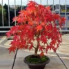 Beginner Japanese Maple Bonsai Seeds