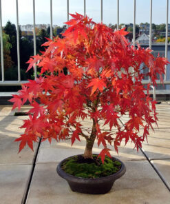 Beginner Japanese Maple Bonsai Seeds