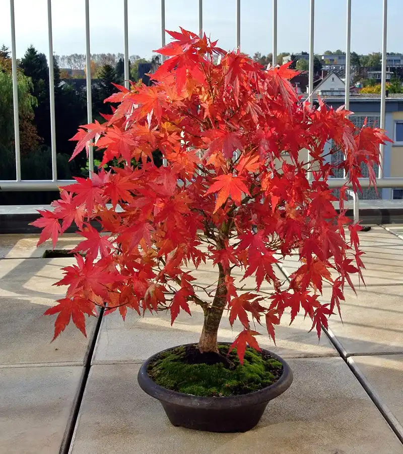 Beginner Japanese Maple Bonsai Seeds