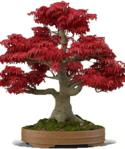 Beginner Japanese Maple Bonsai Seeds