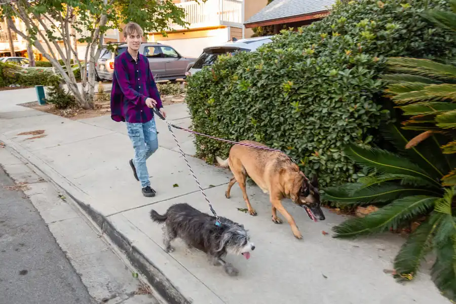 No Tangle Leash for Two Dogs
